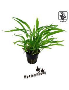 Microsorum pteropus 'Narrow' - Tropica Dinamarca