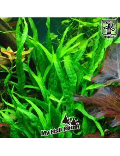 Microsorum pteropus 'Narrow' - Tropica Dinamarca 2