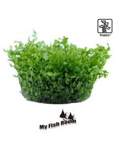 Hemianthus micranthemoides 1-2 Grow! Tropica Dinamarca 2