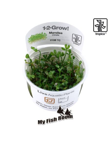 Marsilea crenata 1-2 Grow! Tropica Dinamarca