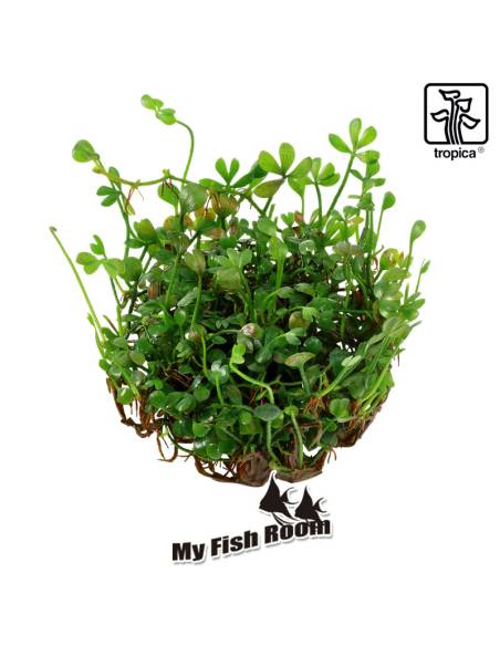 Marsilea crenata 1-2 Grow! Tropica Dinamarca