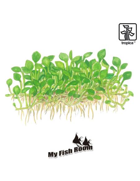 Marsilea crenata 1-2 Grow! Tropica Dinamarca