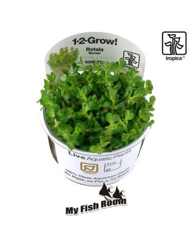 Rotala indica Bonsai 1-2 Grow! Tropica Dinamarca