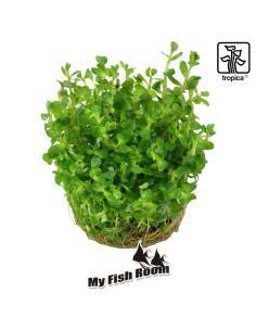 Rotala indica Bonsai 1-2 Grow! Tropica Dinamarca 2