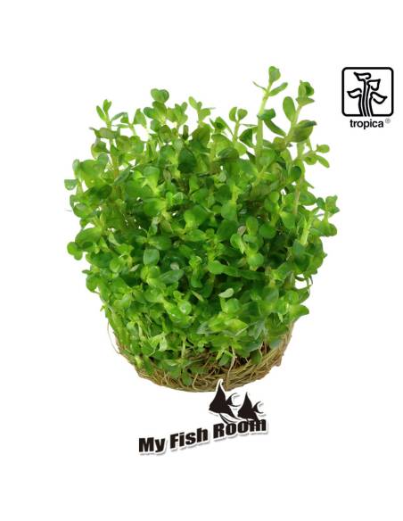 Rotala indica Bonsai 1-2 Grow! Tropica Dinamarca