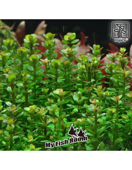 Rotala indica Bonsai 1-2 Grow! Tropica Dinamarca