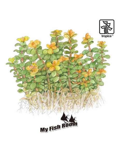 Rotala indica Bonsai 1-2 Grow! Tropica Dinamarca