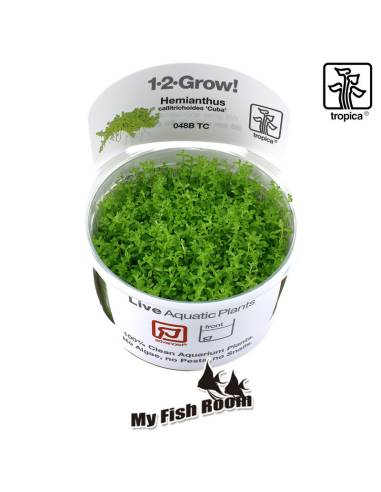 Micranthemum callitrichoides Cuba 1-2 Grow! Tropica Dinamarca