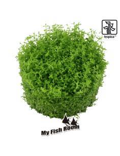 Micranthemum callitrichoides Cuba 1-2 Grow! Tropica Dinamarca 2