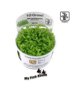 Micranthemum tweediei Monte Carlo 1-2 Grow! Tropica Dinamarca