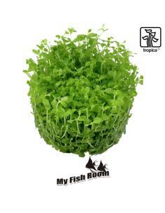 Micranthemum tweediei Monte Carlo 1-2 Grow! Tropica Dinamarca 2