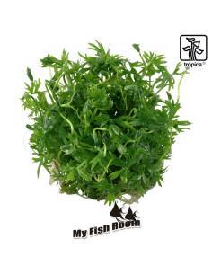Ranunculus inundatus 1-2 Grow! Tropica Dinamarca 2