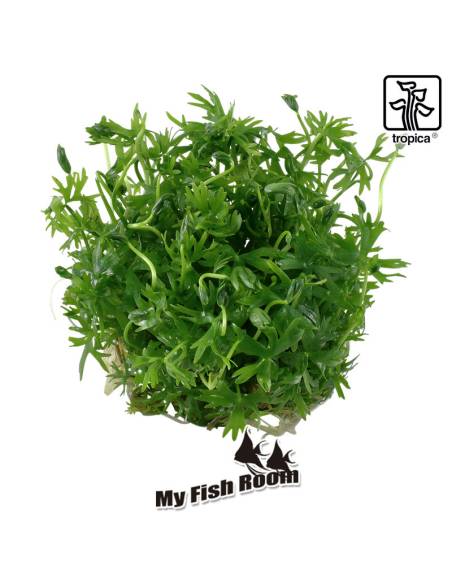 Ranunculus inundatus 1-2 Grow! Tropica Dinamarca