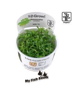 Ranunculus inundatus 1-2 Grow! Tropica Dinamarca