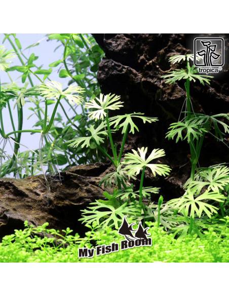 Ranunculus inundatus 1-2 Grow! Tropica Dinamarca