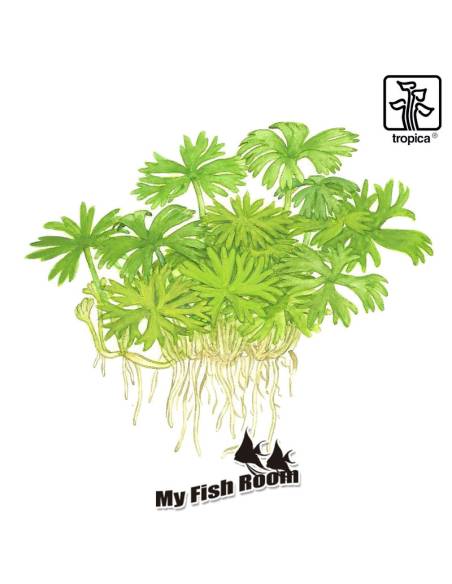 Ranunculus inundatus 1-2 Grow! Tropica Dinamarca