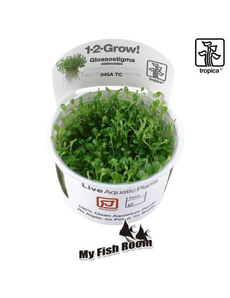 Glossostigma elatinoides 1-2 Grow! Tropica Dinamarca