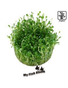 Glossostigma elatinoides 1-2 Grow! Tropica Dinamarca 2