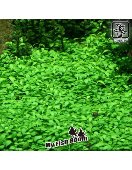 Glossostigma elatinoides 1-2 Grow! Tropica Dinamarca
