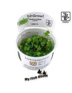 Hydrocotyle tripartita 1-2 Grow! Tropica Dinamarca