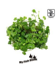 Hydrocotyle tripartita 1-2 Grow! Tropica Dinamarca 2