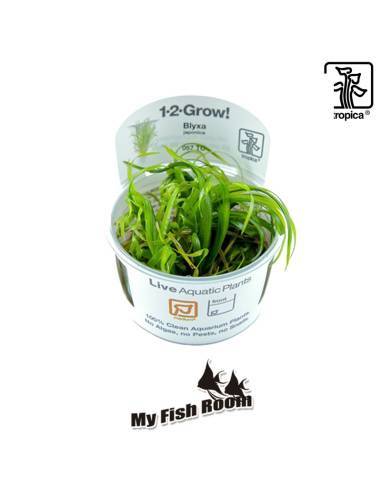 Blyxa japonica 1-2 Grow! Tropica Dinamarca