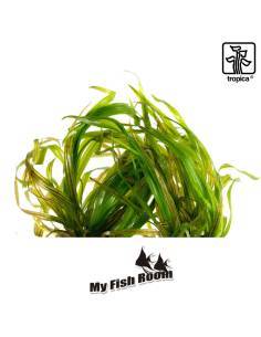Blyxa japonica 1-2 Grow! Tropica Dinamarca 2