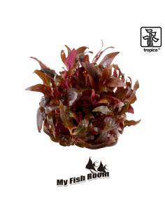 Alternanthera reineckii 'Mini' 1-2 Grow! Tropica Dinamarca 2