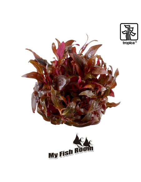 Alternanthera reineckii 'Mini' 1-2 Grow! Tropica Dinamarca