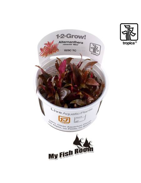 Alternanthera reineckii 'Mini' 1-2 Grow! Tropica Dinamarca