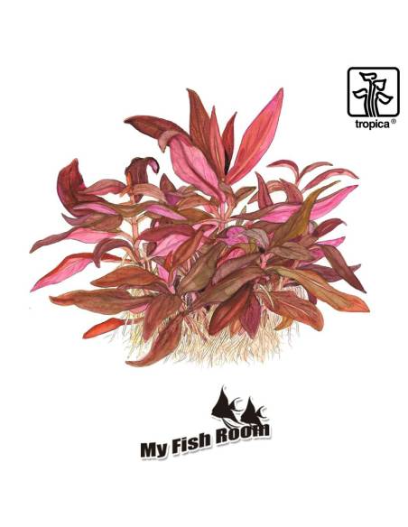 Alternanthera reineckii 'Mini' 1-2 Grow! Tropica Dinamarca