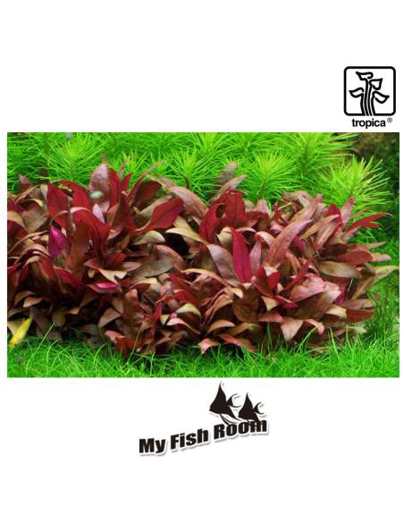 Alternanthera reineckii 'Mini' 1-2 Grow! Tropica Dinamarca