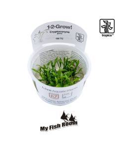 Cryptocoryne parva 1-2 Grow! Tropica Dinamarca