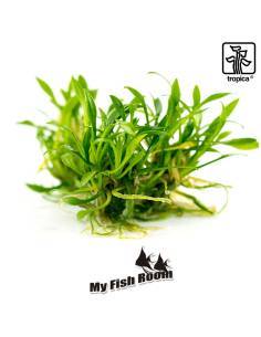 Cryptocoryne parva 1-2 Grow! Tropica Dinamarca 2