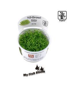 Elatine hydropiper  1-2 Grow! Tropica Dinamarca
