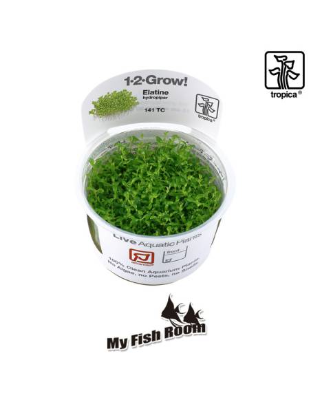 Elatine hydropiper  1-2 Grow! Tropica Dinamarca