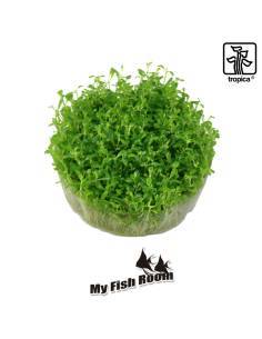 Elatine hydropiper  1-2 Grow! Tropica Dinamarca 2