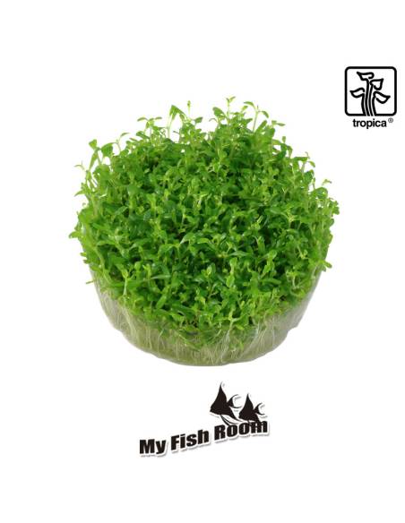 Elatine hydropiper  1-2 Grow! Tropica Dinamarca