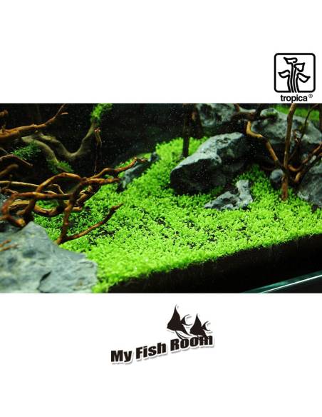 Elatine hydropiper  1-2 Grow! Tropica Dinamarca