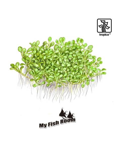 Elatine hydropiper  1-2 Grow! Tropica Dinamarca