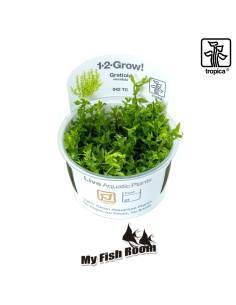 Gratiola viscidula 1-2 Grow! Tropica Dinamarca