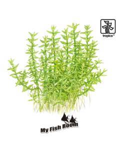 Gratiola viscidula 1-2 Grow! Tropica Dinamarca 2