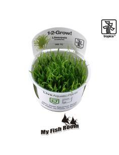Lilaeopsis brasiliensis 1-2 Grow! Tropica Dinamarca