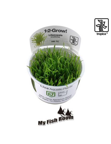 Lilaeopsis brasiliensis 1-2 Grow! Tropica Dinamarca