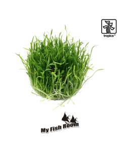 Lilaeopsis brasiliensis 1-2 Grow! Tropica Dinamarca 2