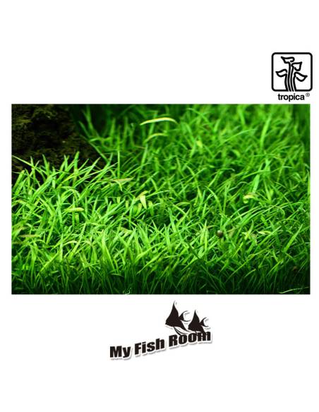 Lilaeopsis brasiliensis 1-2 Grow! Tropica Dinamarca