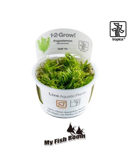 Pogostemon deccanensis 1-2 Grow! Tropica Dinamarca