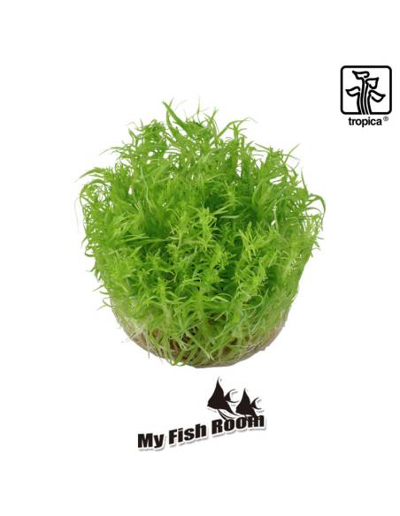 Pogostemon deccanensis 1-2 Grow! Tropica Dinamarca