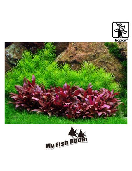 Pogostemon deccanensis 1-2 Grow! Tropica Dinamarca