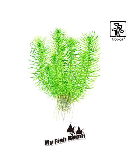 Pogostemon deccanensis 1-2 Grow! Tropica Dinamarca